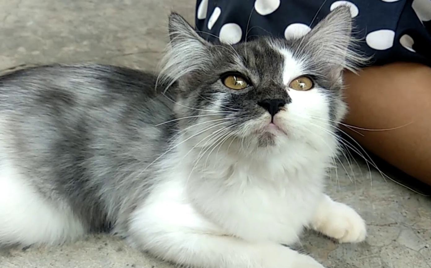 Anak Kucing Anggora Mix Kampung