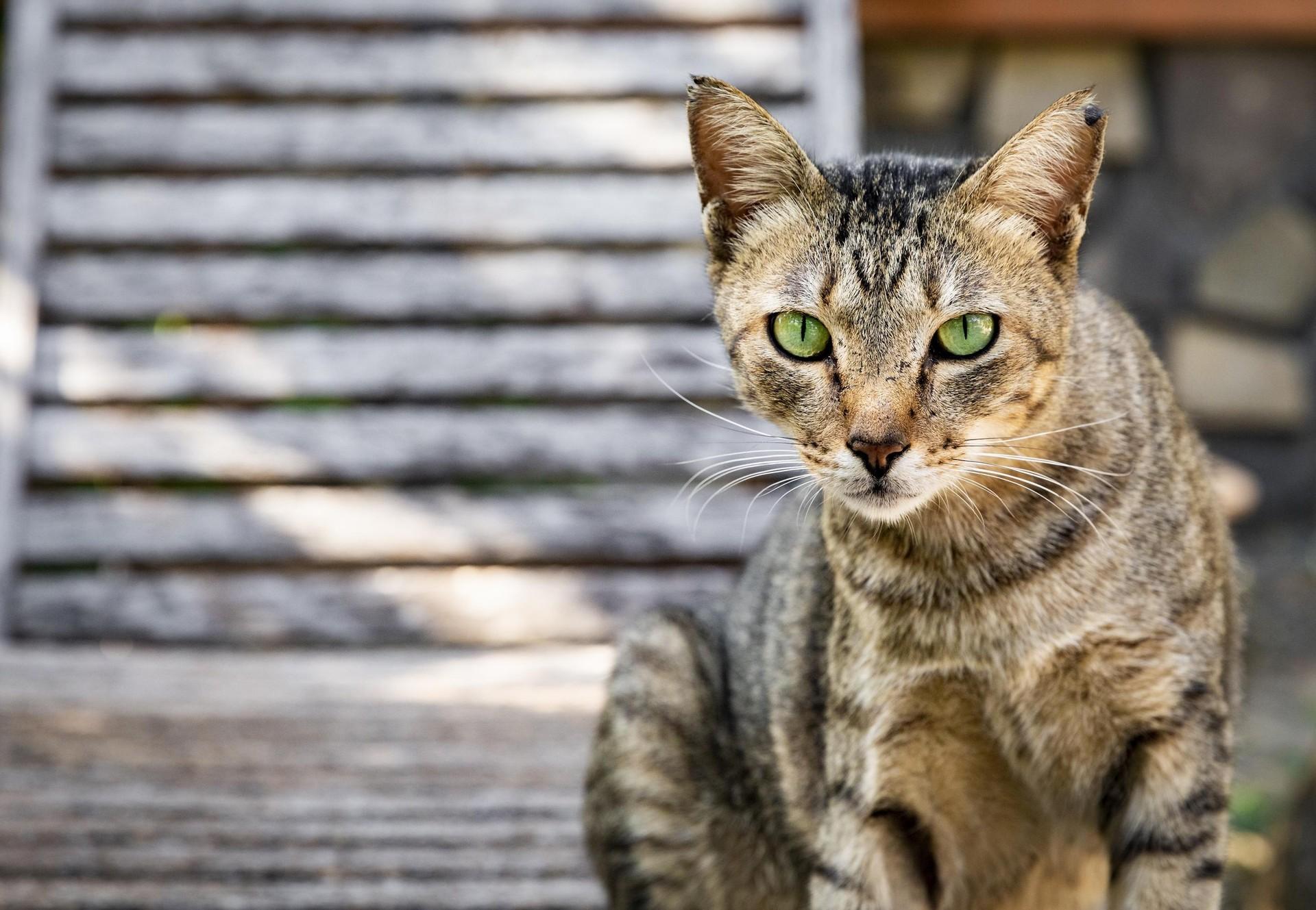 ciri-ciri kucing kampung